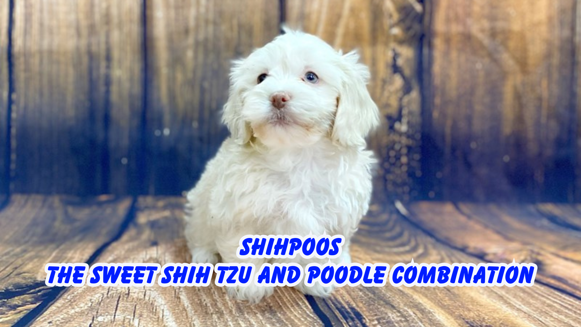 shihpoos